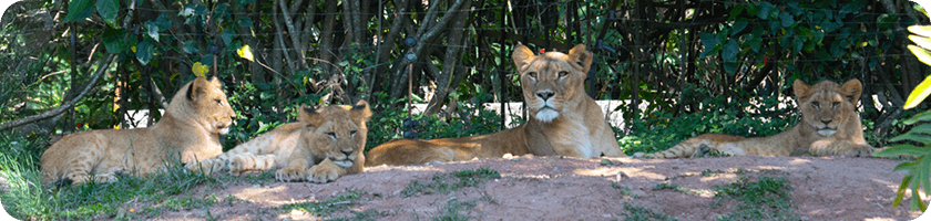 leoas