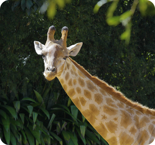 girafa